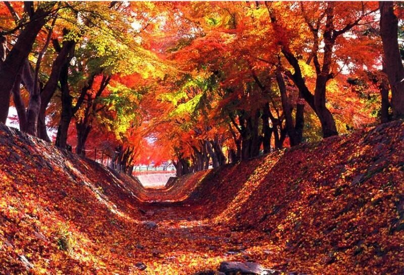 Mount Fuji Classic Day Tour: Arakurayama Sengen Park/5th Station & Lake Kawaguchiko for Cherry Blossoms in Spring and Autumn Leaves in Autumn. Round trip from Tokyo. Hotel pickup and drop-off can be added. (Chinese service) - Should you book this Mount Fuji day tour?