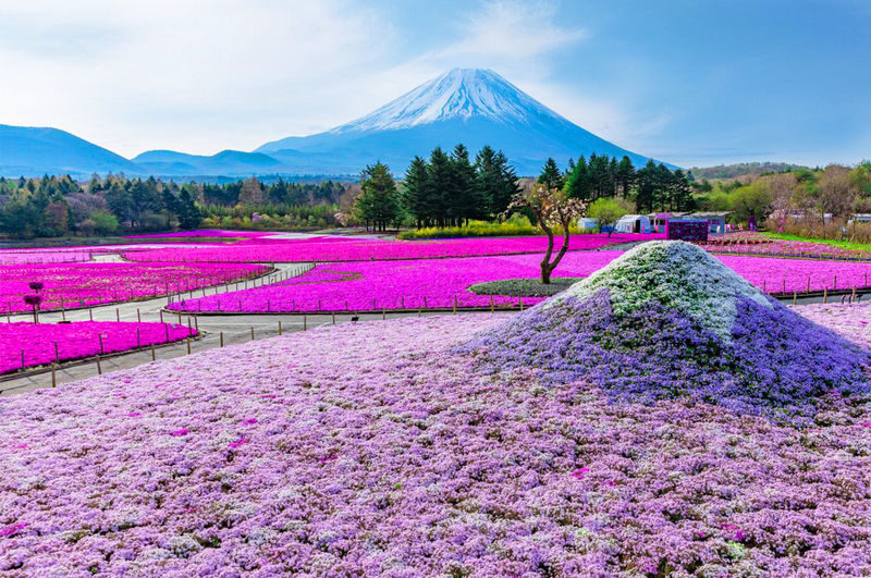 Mount Fuji Day Tour: Arakurayama Sengen Park, Mount Fuji 5th Station, Lake Motosu Shiba Sakura, Oishi Park, Lake Yamanaka Cruise or Optional Hot Spring Experience | Departing from Tokyo - A seasonal Fuji route, not one fixed sightseeing list