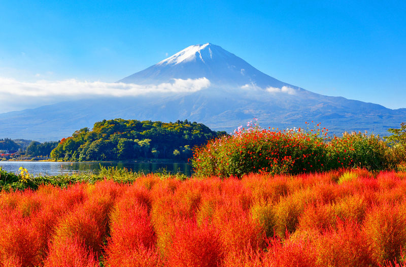 Mount Fuji Day Tour: Arakurayama Sengen Park, Mount Fuji 5th Station, Lake Motosu Shiba Sakura, Oishi Park, Lake Yamanaka Cruise or Optional Hot Spring Experience | Departing from Tokyo - The flower and foliage stop changes with your dates
