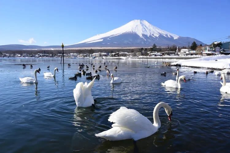 Mount Fuji Day Trip | Departure from Tokyo: Double Lake Scenery, Classic Attractions, Fireworks Limited Edition | Multiple Options Available, Small Group Exquisite Itinerary - Oshino Hakkai: clear springs and old-village character