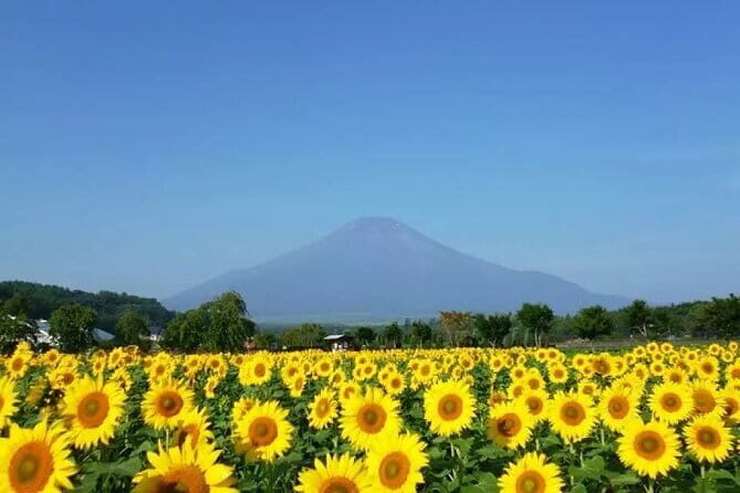 Mount Fuji Flower Viewing Limited Gotemba Outlet Tour - Exploring the Itinerary in Detail