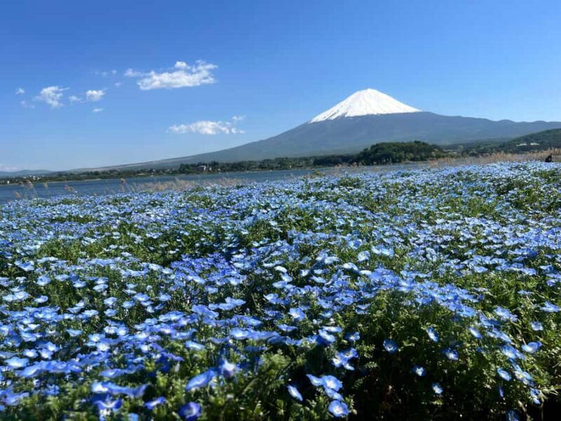 Mount Fuji Full-Day Private Tour from Tokyo (Customizable) - FAQs