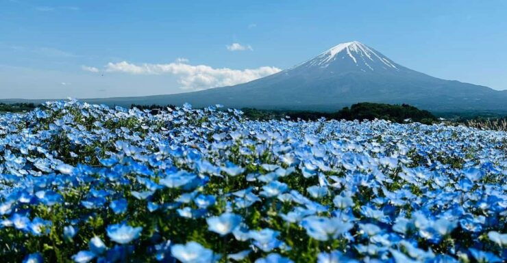 Mount Fuji Full Day Private Trip With English Speak Driver - Good To Know
