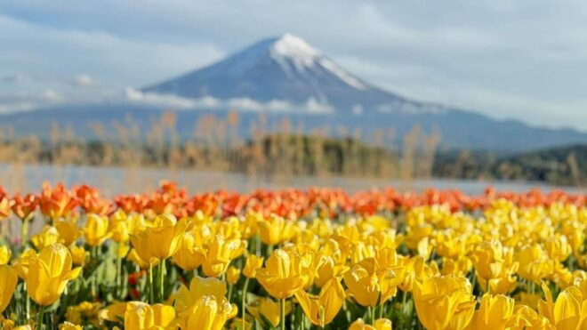 MOUNT FUJI FULL DAY TOUR ALONG WITH A ENGLISH GUIDE - Tour Experience