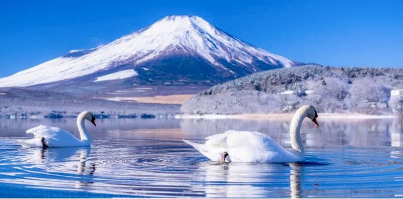 Mount Fuji & Gotemba Premium Outlets Full-Day Private Tour - Price and value: pay for control, not a guaranteed view