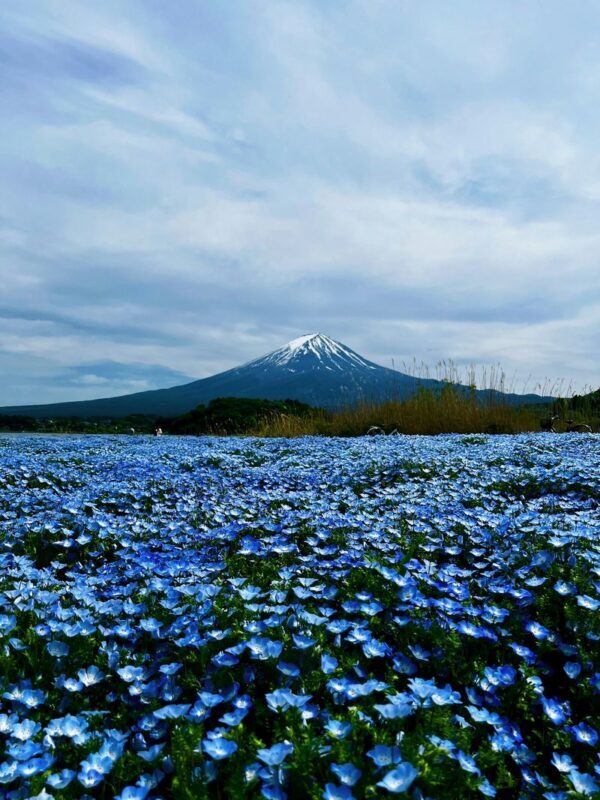 Mount Fuji, Hakone Full-Day Private Tour - What private means in practice