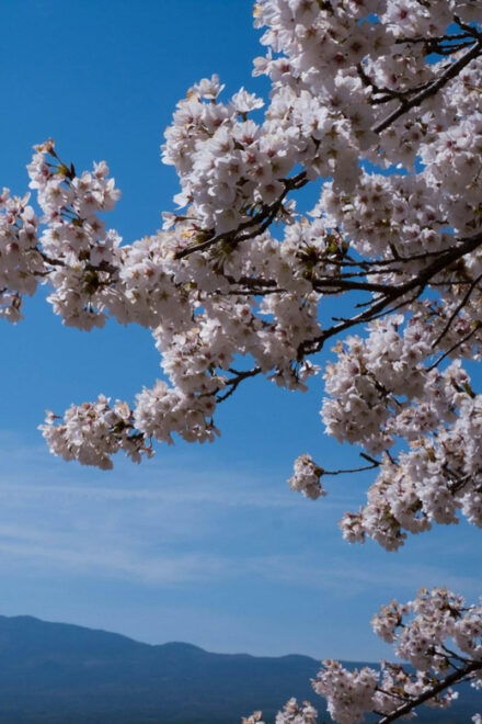 Mount Fuji Hakone Private Day Tour English Speaking Driver - Group Size and Experience