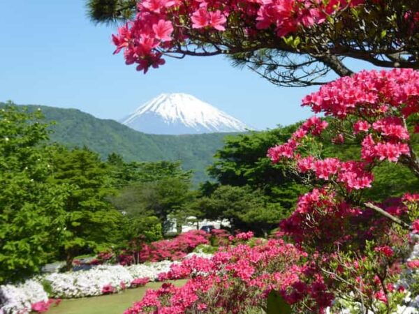 Mount Fuji & Hakone Tour - Best Times to Visit