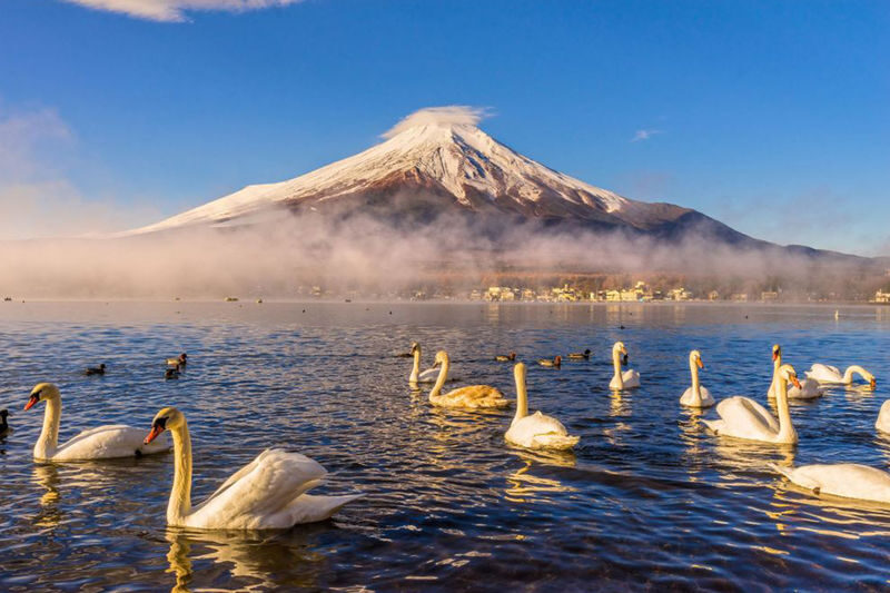 Mount Fuji Hirano Lakeside & Lake Yamanaka Stroll / KABA Amphibious Bus & Lake Kawaguchiko Experience Day Trip - A Tokyo day out built around Mount Fuji
