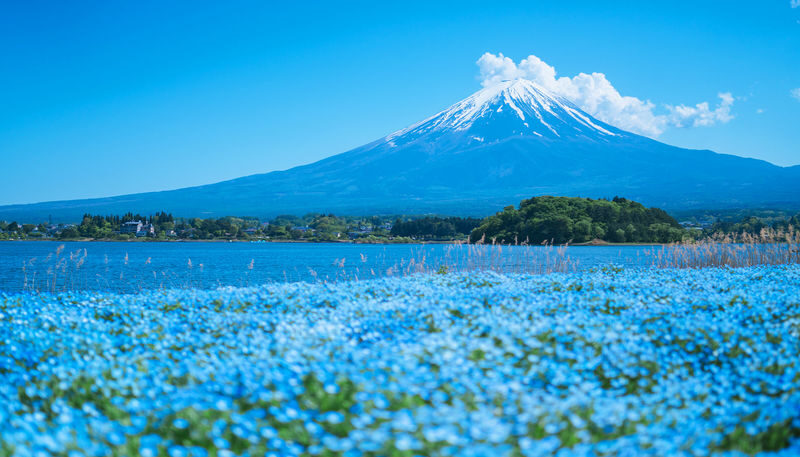 Mount Fuji Kawaguchiko Four Seasons Flower Sea: Arakurayama Sengen Park & Hikawa Clock Shop & Oshino Hakkai & Lawson Photo Spot (Departing from Tokyo) - The quick take