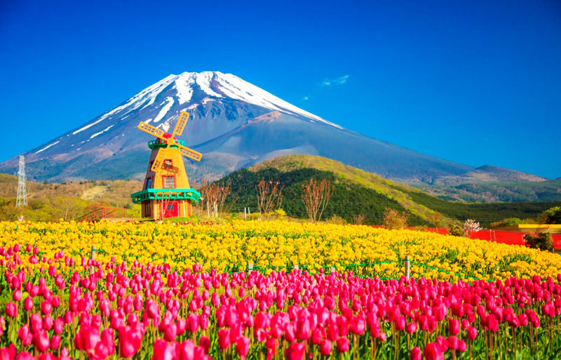 Mount Fuji Kawaguchiko Four Seasons Flower Sea: Arakurayama Sengen Park & Hikawa Clock Shop & Oshino Hakkai & Lawson Photo Spot (Departing from Tokyo) - A Tokyo departure, then a full day at Fuji