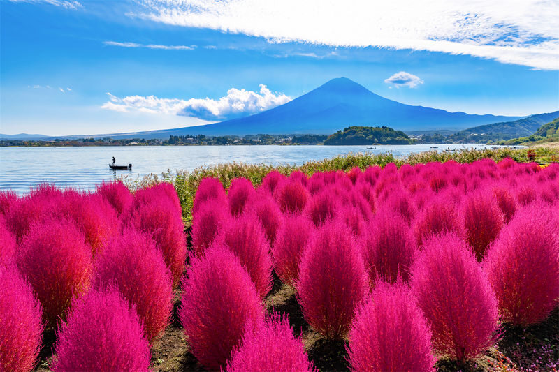 Mount Fuji Kawaguchiko Four Seasons Flower Sea: Arakurayama Sengen Park & Hikawa Clock Shop & Oshino Hakkai & Lawson Photo Spot (Departing from Tokyo) - Lunch: keep your choices simple