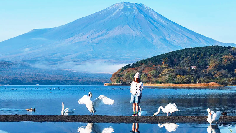 Mount Fuji Lake Yamanaka KABA Amphibious Bus/Swan Boat & Hirano Beach & Lake Kawaguchi Oishi Park & Oshino Hakkai Day Trip | Departure from Tokyo - A Tokyo day trip built around Fuji’s changing moods