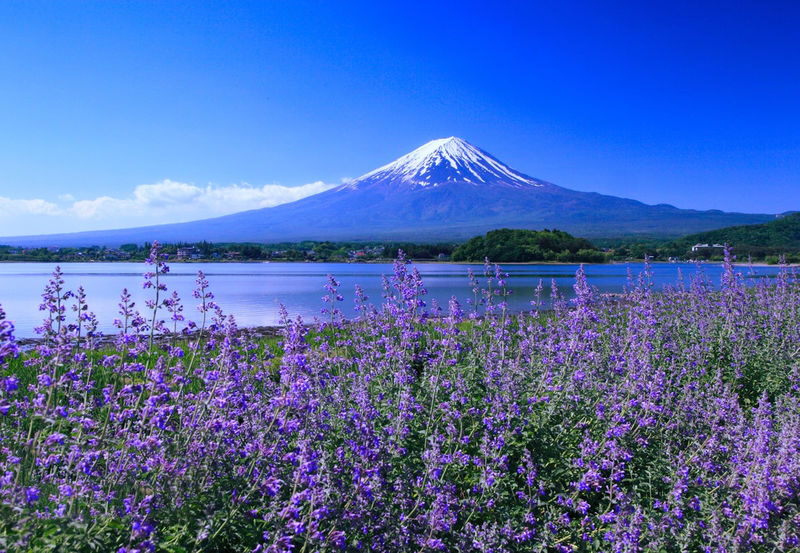 Mount Fuji Lake Yamanaka Small Group Day Tour (Driver-Guide Service, including Hotel Pick-up and Drop-off) - Should you book it?
