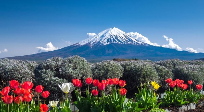 Mount Fuji Magnificent Scenery Exploration Day Tour: Arakurayama Sengen Park & Kawaguchiko Oishi Park & Oshino Hakkai & INS Famous Lawson & Hikawa Clock Shop (Departing from Tokyo) - Arakurayama Sengen Park and the pagoda view