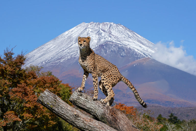 Mount Fuji Parent-Child Day Trip: Fuji Safari Park & Lake Yamanaka Mount Fuji Scenic View & Oshino Hakkai (Chinese/English-speaking leader-Departing from Tokyo/Shinjuku) - The useful points before you book