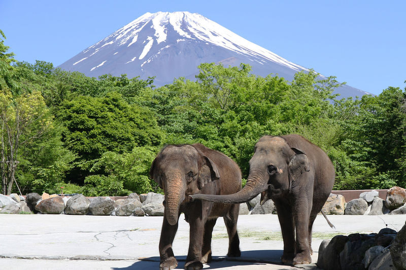 Mount Fuji Parent-Child Day Trip: Fuji Safari Park & Lake Yamanaka Mount Fuji Scenic View & Oshino Hakkai (Chinese/English-speaking leader-Departing from Tokyo/Shinjuku) - A family day built around the safari