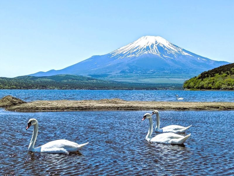 Mount Fuji Parent-Child Day Trip: Fuji Safari Park & Lake Yamanaka Mount Fuji Scenic View & Oshino Hakkai (Chinese/English-speaking leader-Departing from Tokyo/Shinjuku) - Is this the right Fuji day trip for you?