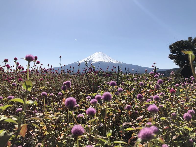 Mount Fuji Premium Cruise and Sake Tour (English Speaking Guide) - Lake Yamanaka: a gentle start on the Swan boat