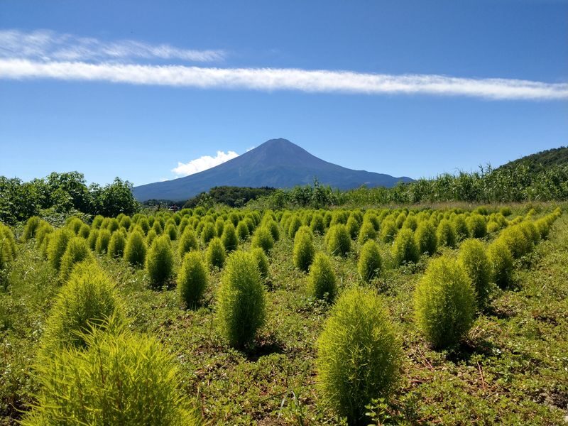 Mount Fuji Premium Cruise and Sake Tour (English Speaking Guide) - The schedule, from Shinjuku and back