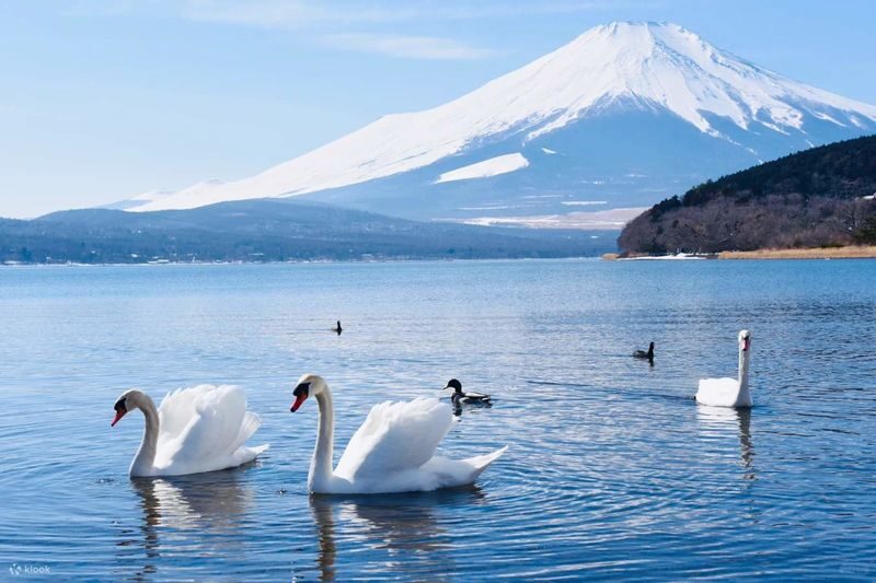 Mount Fuji Private Chartered Day Trip (From Tokyo) - Expect a helpful driver, not a running commentary