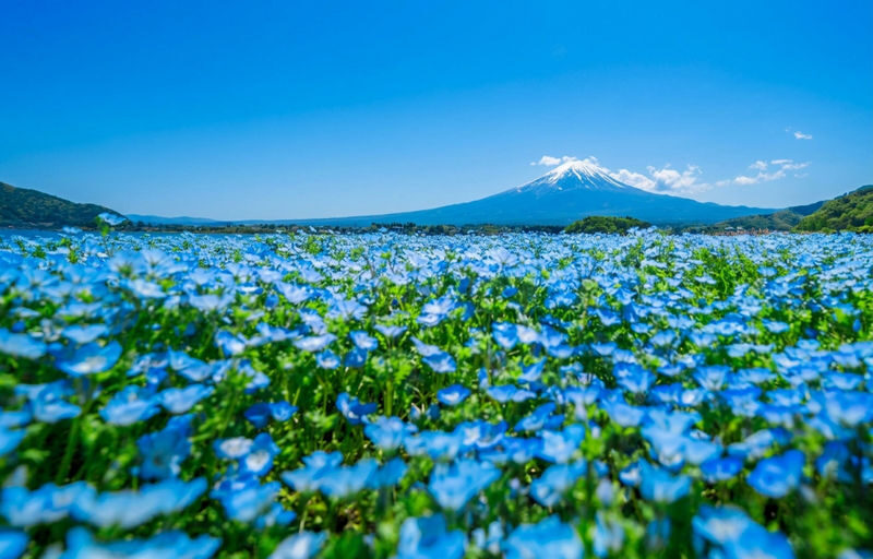 Mount Fuji Scenic Day Tour: Mount Fuji 5th Station, Oshino Hakkai, Arakurayama Sengen Park, Kawaguchiko Panoramic Ropeway, Oishi Park, Lawson Convenience Store (Departing from Tokyo) - Pace, price and who will like this tour