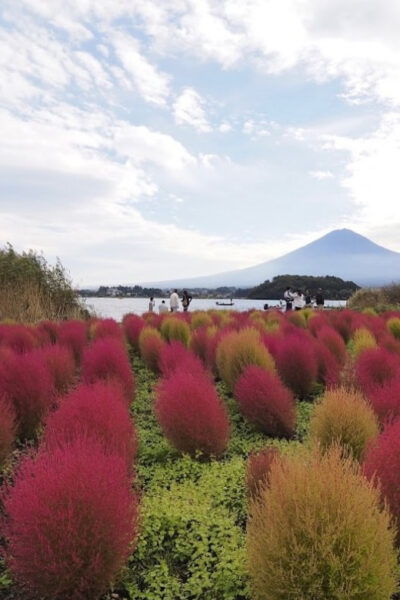 Mount Fuji Sightseeing Private Tour English Speaking Driver - Inclusions and Amenities