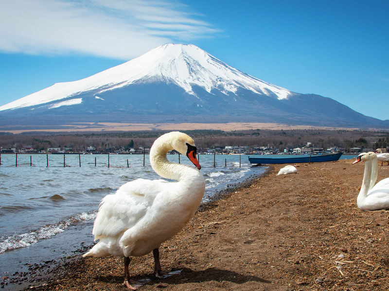 Mount Fuji Yamanakako Cycling/Cruise, Oshino Hakkai, Lake Kawaguchiko Oishi Park/Maple Corridor, Arakurayama Sengen Park/Ladder Town Day Trip | From Tokyo | Small Group (4-9 People) - Kawaguchiko in the season you get