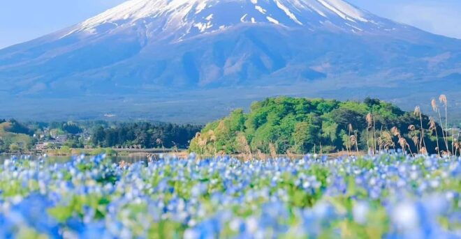 Mount Fuji,Hakone Private Tour by Car With Pick up - Customer Reviews and Feedback