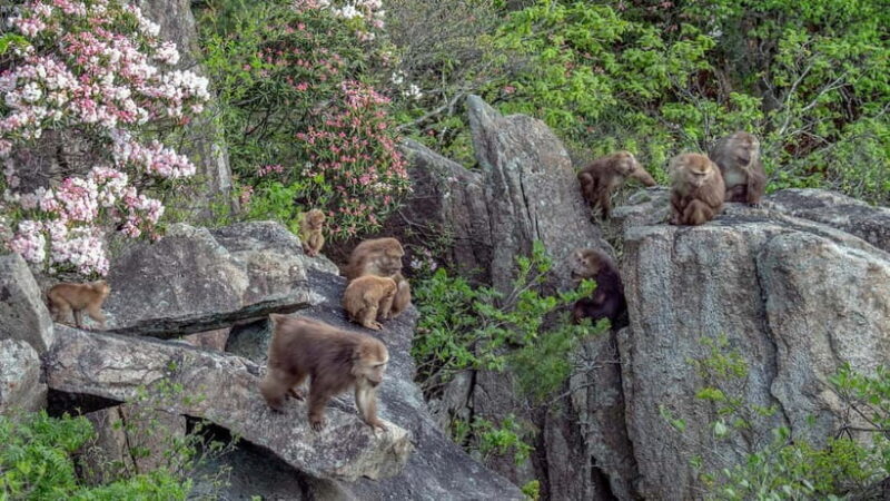 Mount Huangshan: Highlights Tour in Huangshan full-day - Final thoughts