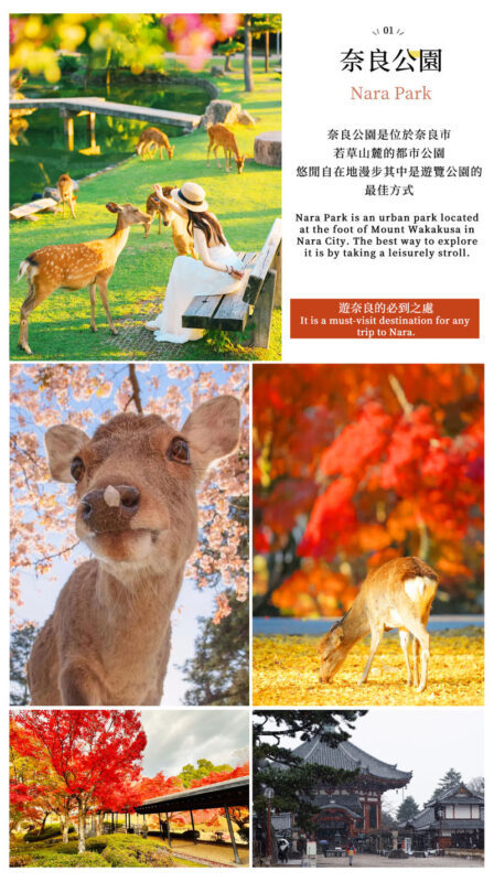 Mount Ikoma & Nara Fun Trip | Sky Cycle + Nara Park Deer Feeding + Todai-ji Temple + Wakakusa Mountain Overlook Day Trip | Depart from Osaka (Ikoma Sanjo Amusement Park or Hirakata Park Optional) - Four hours to choose your Nara