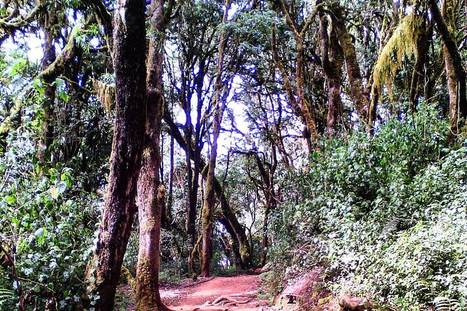 Mount Kilimanjaro 5 Days Marangu Route (Oldest, Easiest and Well Established ) - Reviews and Ratings