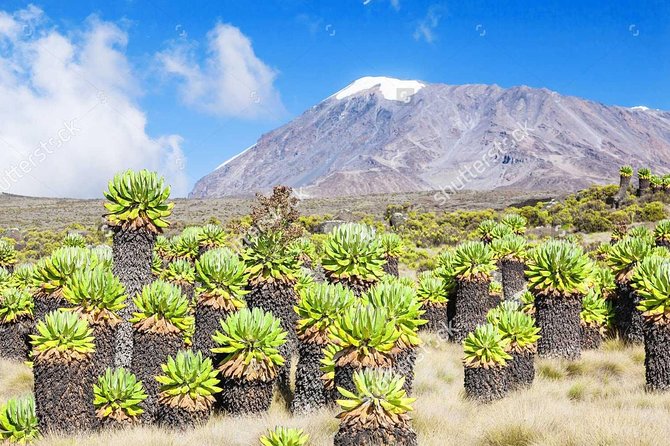 Mount Kilimanjaro Trekking, 5 Days Marangu Route. - Pricing and Availability