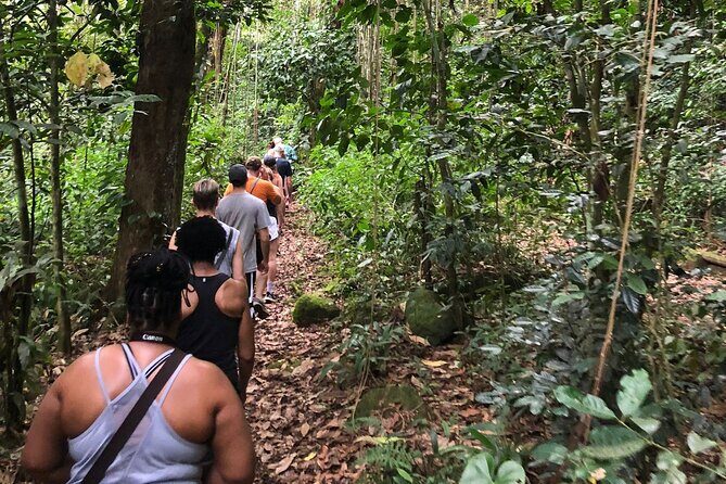 Mount Liamuiga Volcano Hike St Kitts Highest peak - An In-Depth Look at the Mount Liamuiga Volcano Hike