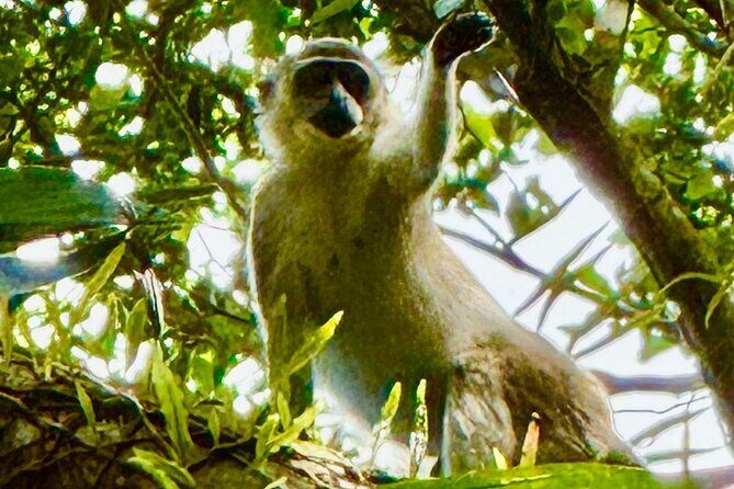 Mount Liamuiga Volcano Hike St Kitts Highest peak - FAQ