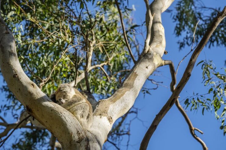 Mount Lofty Summit Hike and Cleland Wildlife Park Visit - Experience