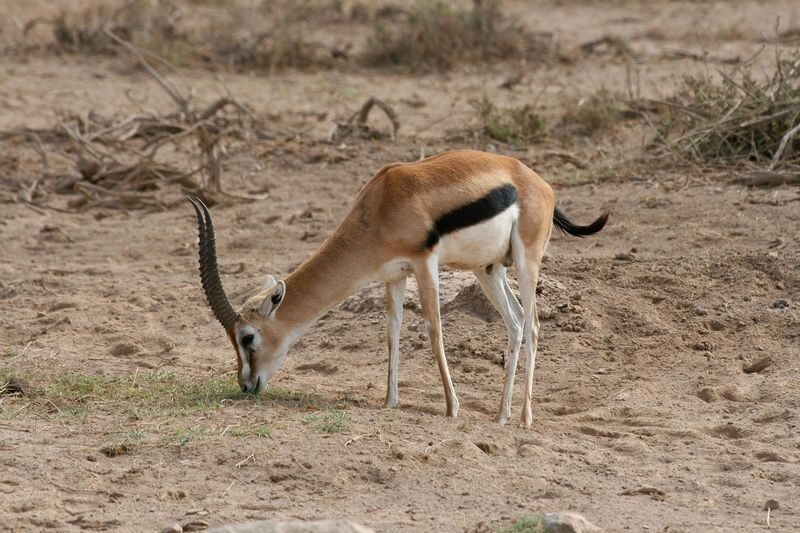 Mount Longonot & Lake Naivasha Full-Day Adventure - The boat ride on Lake Naivasha