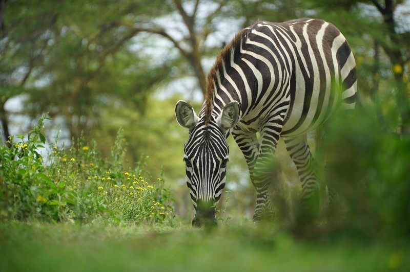 Mount Longonot & Lake Naivasha Full-Day Adventure - What the small-group format means