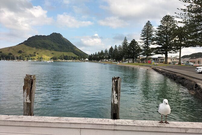 Mount Maunganui Hkoi Walking Tour - Who Is This Tour Best For?