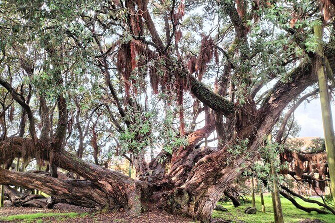Mount Maunganui Hkoi Walking Tour - Final Thoughts