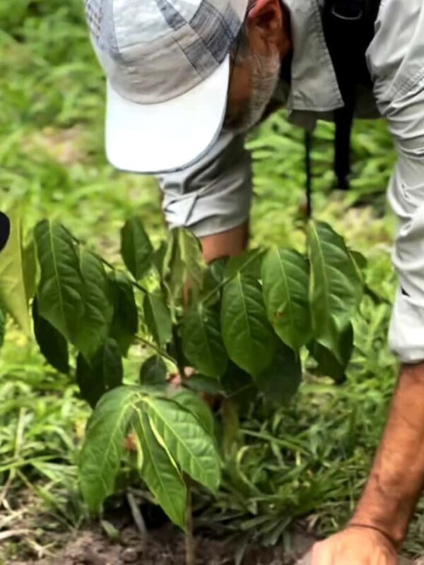Mount Merapi Soft Trekking With Forest Conservation Tour - An Introduction to the Tour