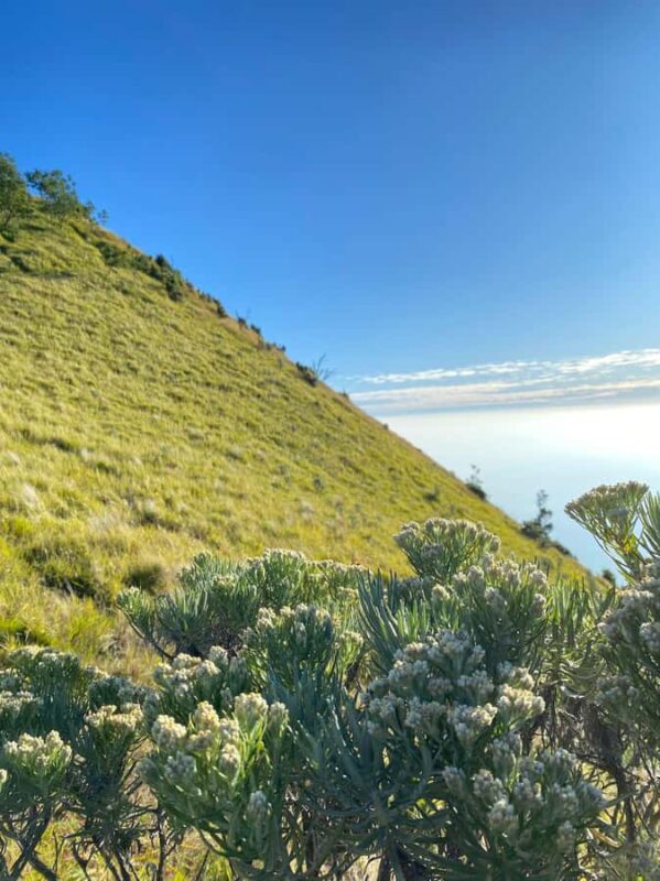 Mount Merbabu Edelweiss & Savanna Views tour from Yogyakarta - What Makes This Tour Stand Out?