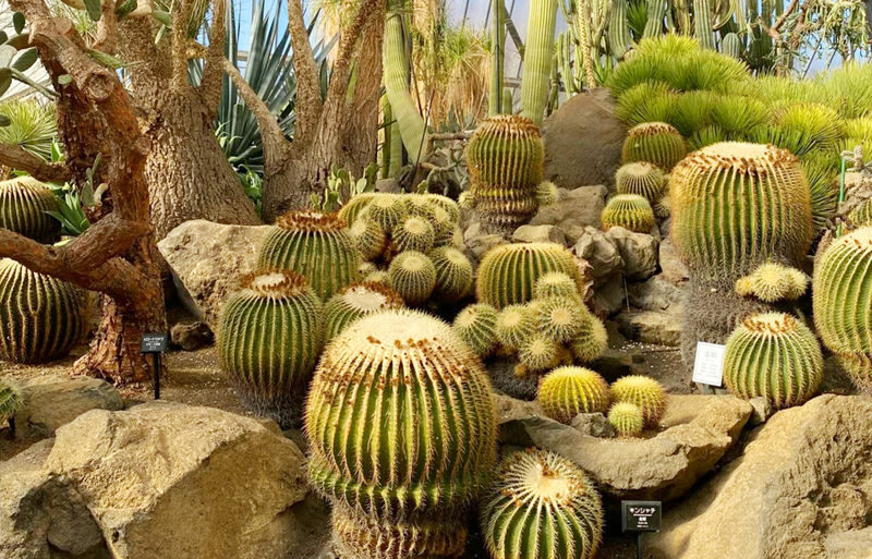 Mount Omuro/Cactus Park & Ocean View Train (with ticket) & Jogasaki Coast Day Trip (Departing from Tokyo) - Who should choose this Izu day trip?