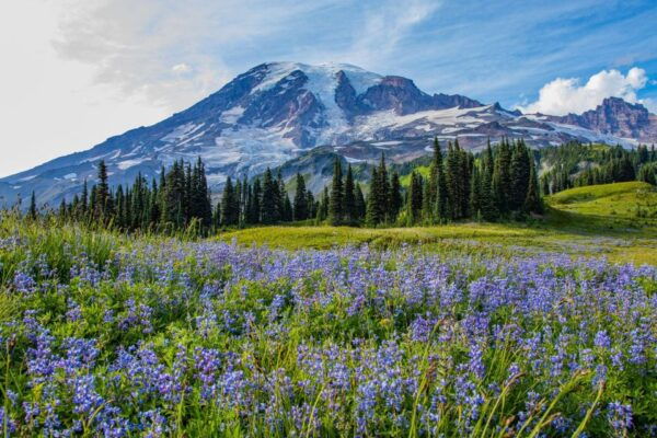 Mount Rainier National Park: Audio Tour Guide - Important Information for Visitors