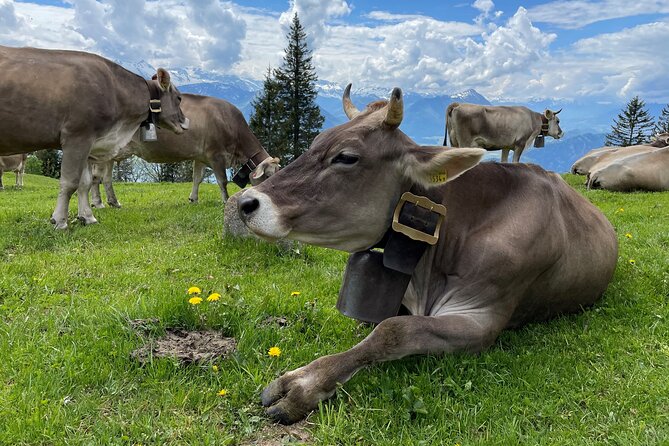 Mount Rigi and Lucerne Summer Day Trip From Zurich - Positive Feedback