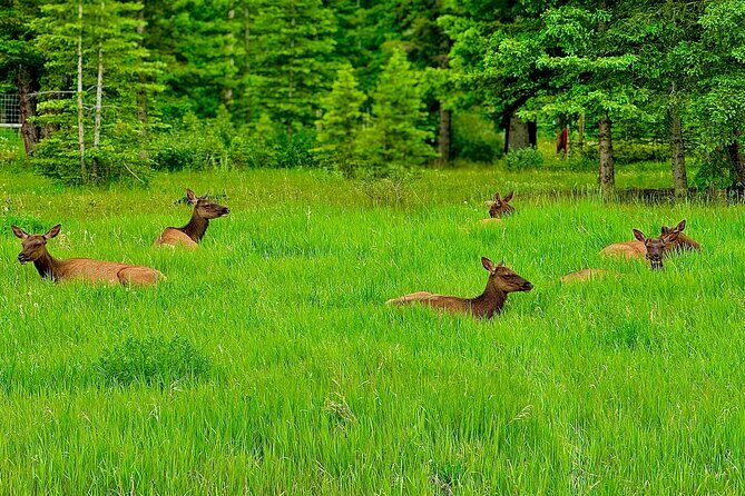Mount Royal Hotel to Banff National Park Minivan Tour - Introduction