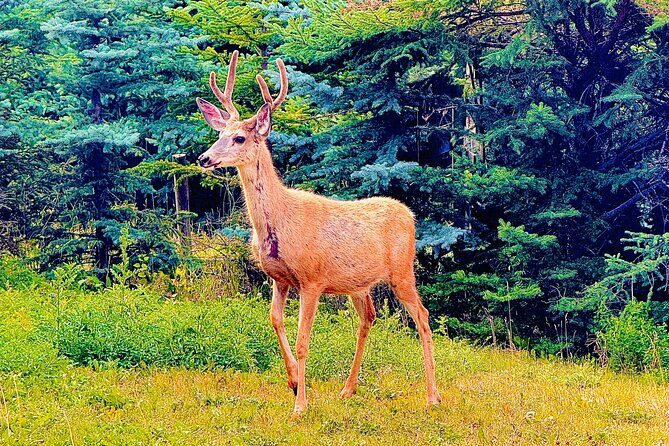 Mount Royal Hotel to Banff National Park Minivan Tour - Good To Know