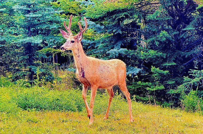 Mount Royal Hotel to Banff National Park Minivan Tour - What We Loved About the Experience