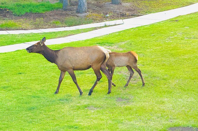 Mount Royal Hotel to Banff National Park Minivan Tour - Price and Value Analysis