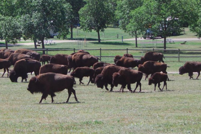 Mount Rushmore and Black Hills Tour With Two Meals and a Music Variety Show - Traveler Tips